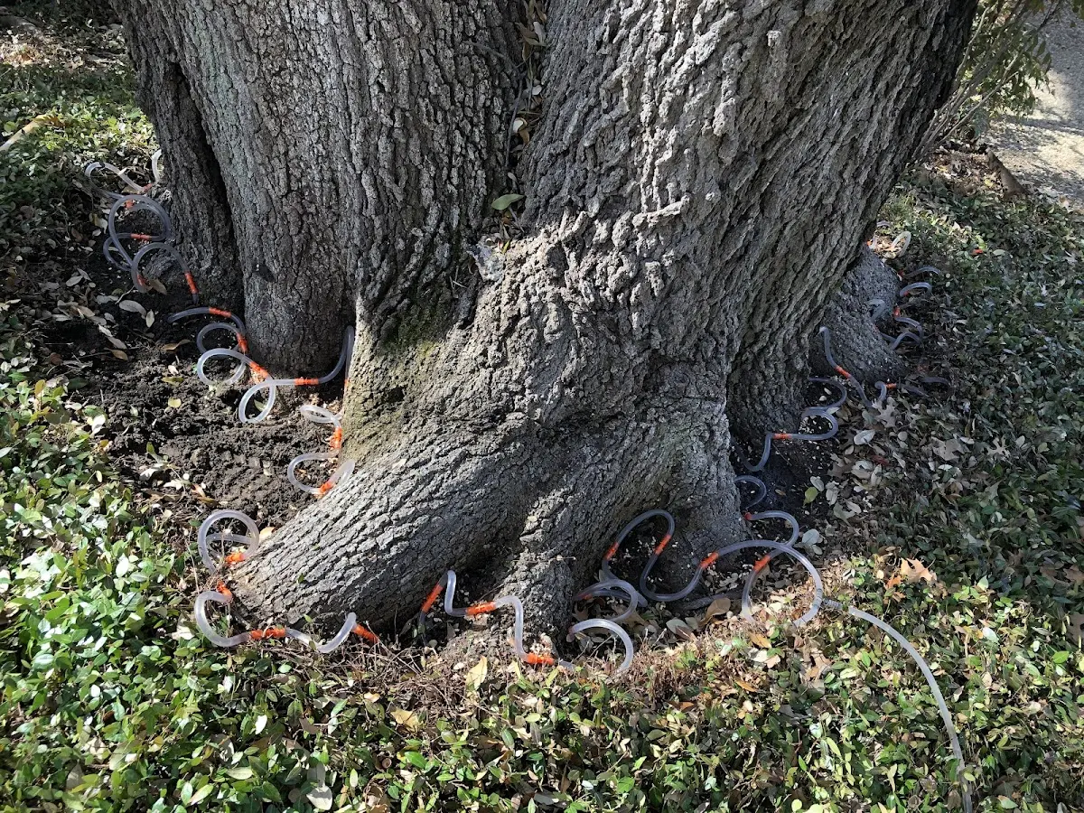 Detailed Tree Cabling and Bracing job site in North Chicago